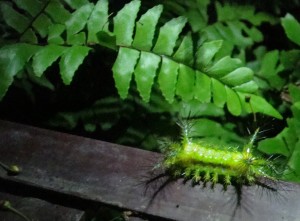 Jungle Caterpillar