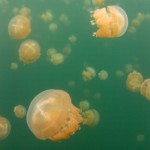 One Snorkel, Two Fins, Thousands of Jellyfish