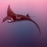 Many Many Manta Rays