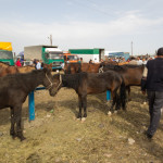 Where to Buy a Kyrgyz Horse