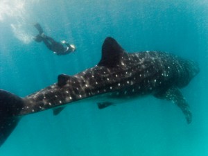 Whale Shark and Free Diver