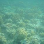 Diving Mabul 
