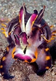 Flamboysant cuttlefish