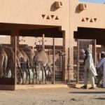 Al Ain Camel Market – A Dubai Daytrip