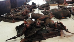 tomohon market bats