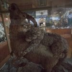 Bishkek Zoological Museum – A Travesty of Science