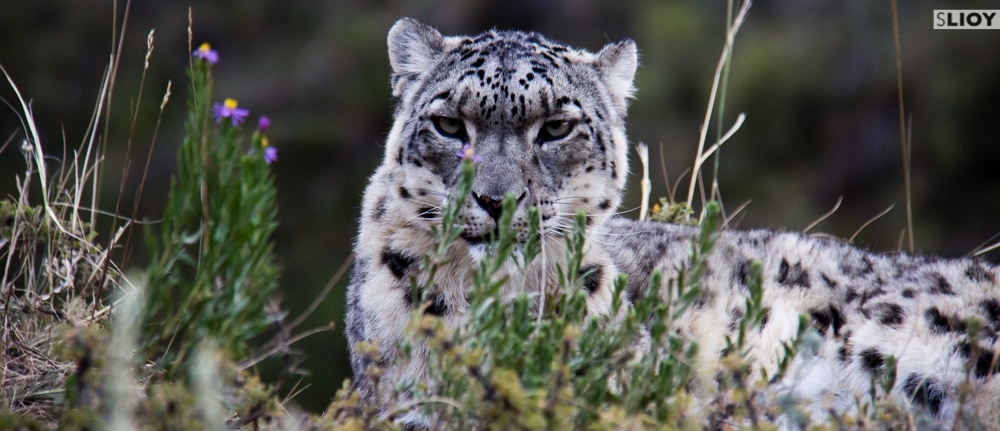 Snow Leopard Images from Kyrgyzstan