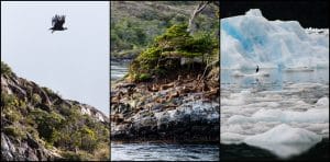 Wildlife in Patagonia