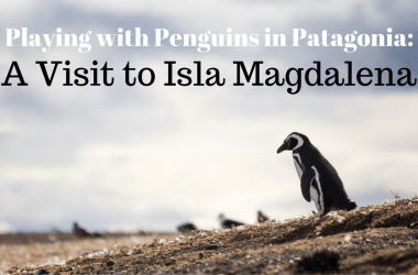 Playing with Penguins in Patagonia: A Visit to Isla Magdalena