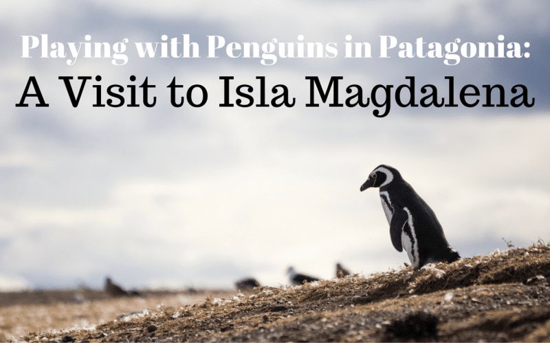 Playing with Penguins in Patagonia: A Visit to Isla Magdalena