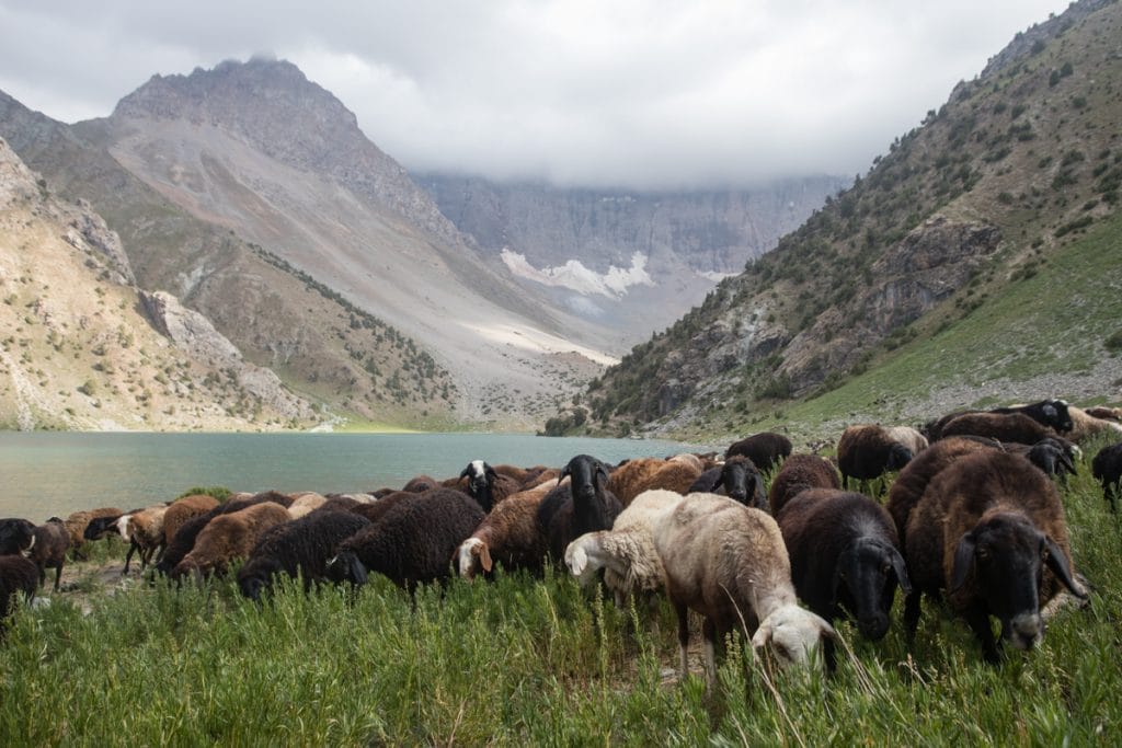 Sheep grazing in a mountain valley beside a lake